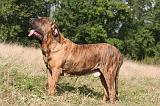 FILA BRASILEIRO 112